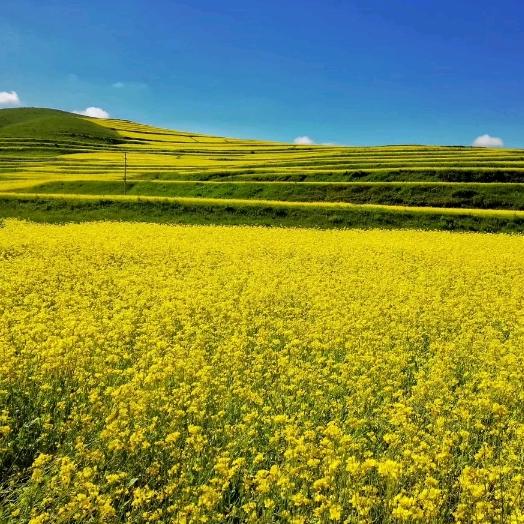 农村人ㅤㅤㅤㅤ