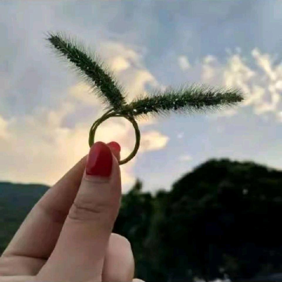 赵红