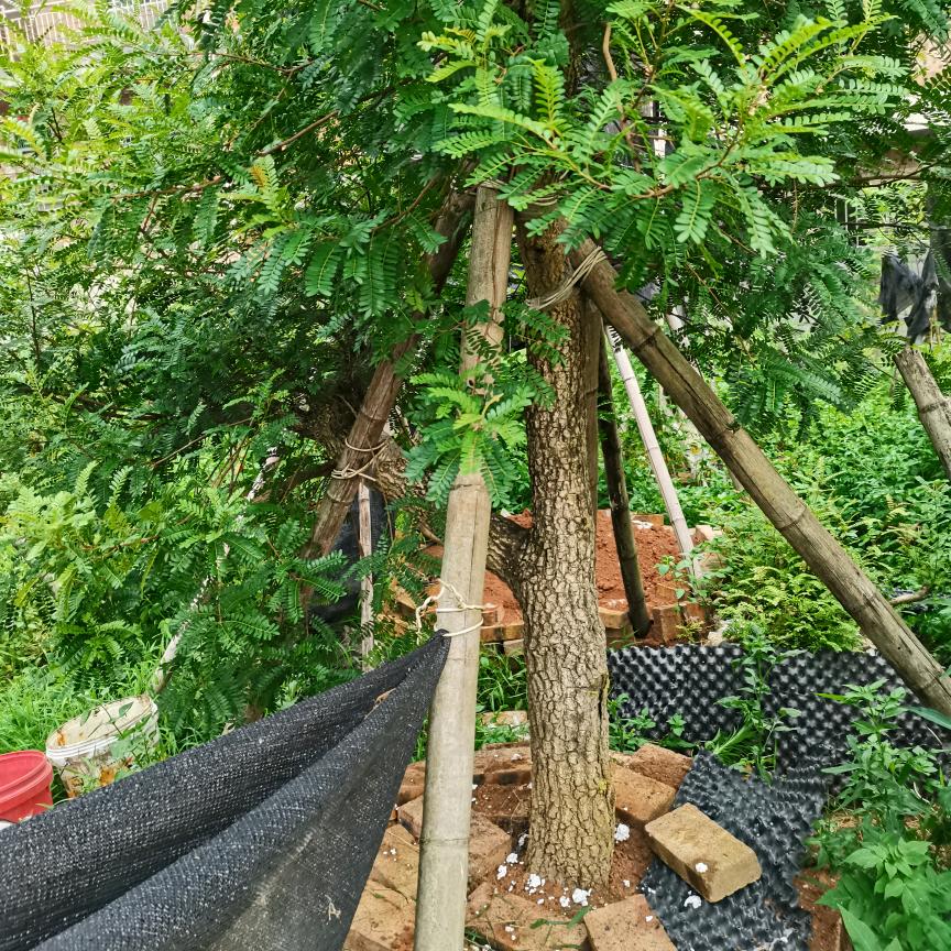 清香王者园林苗木