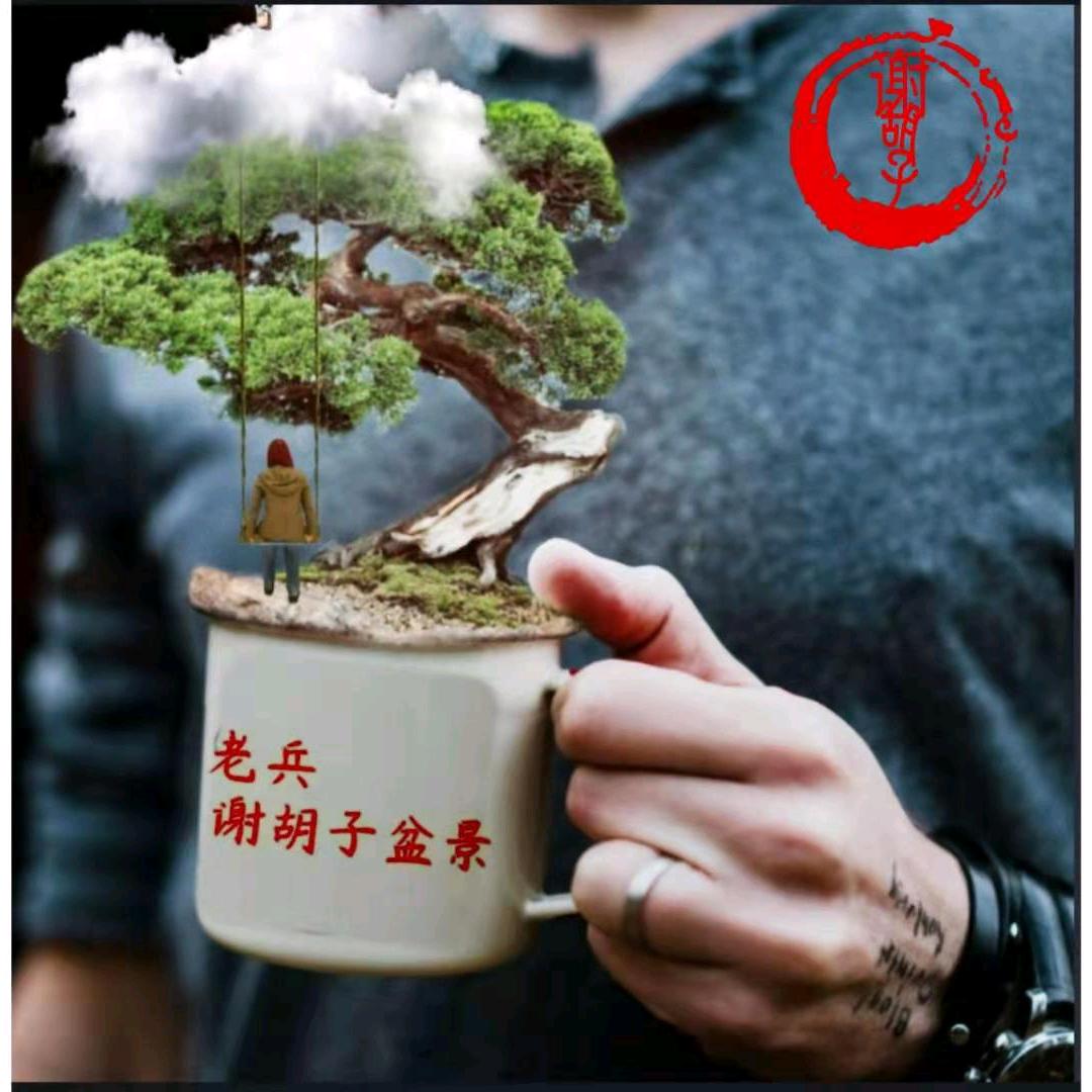 谢胡子盆景