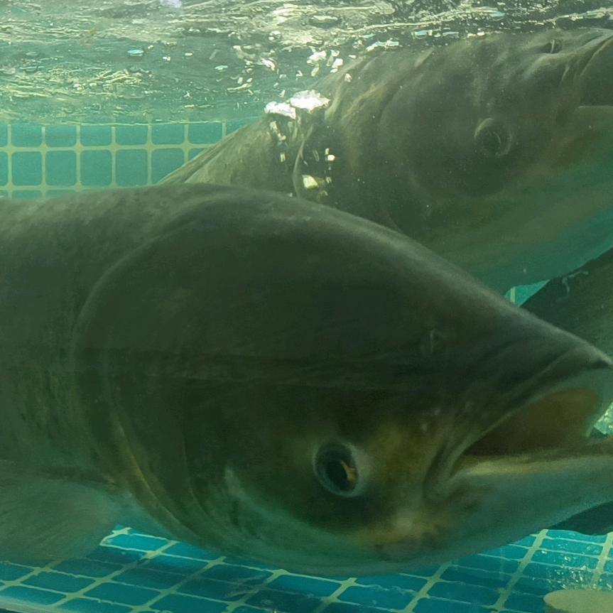 老韩水产-生态鱼