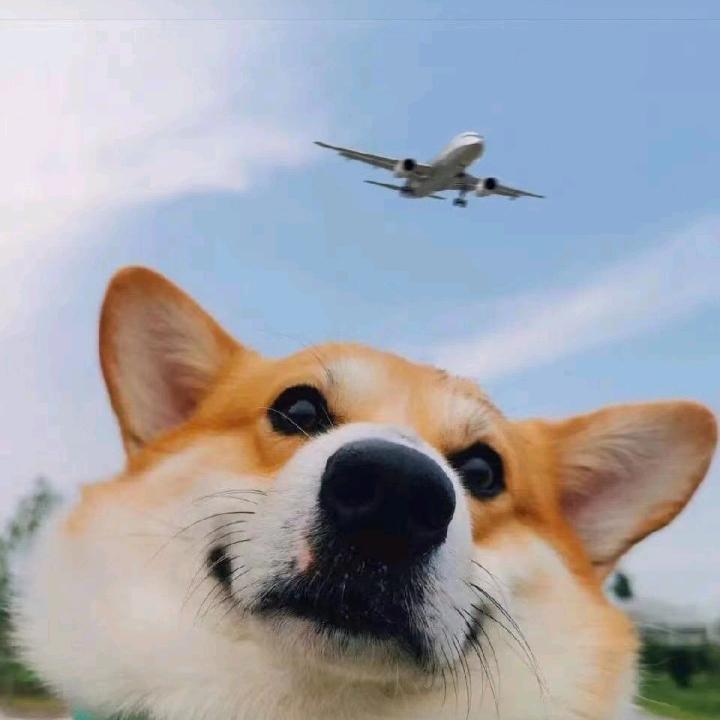 玉琴