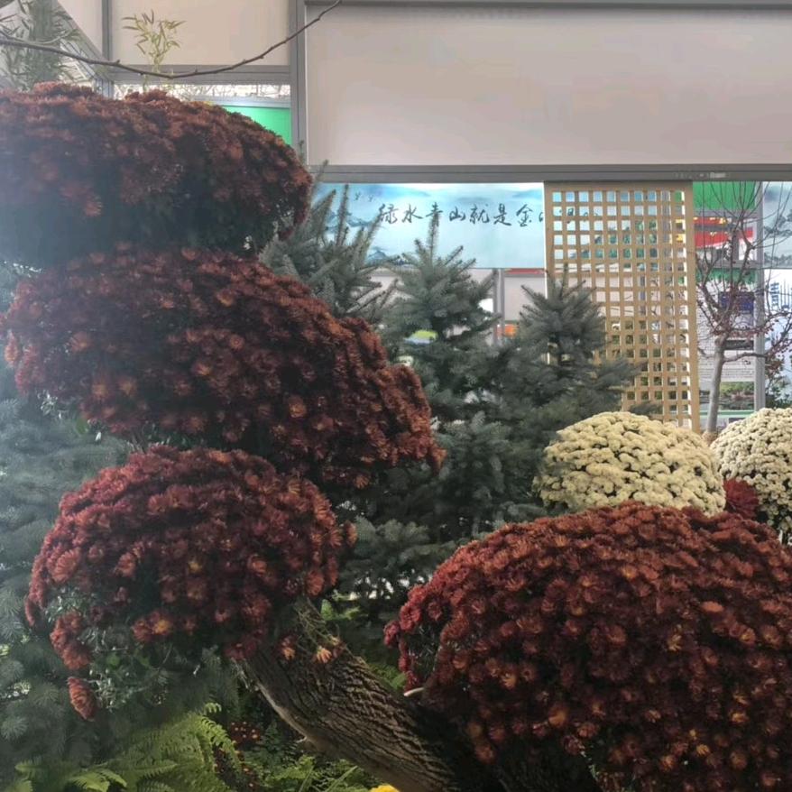 羊羊洋