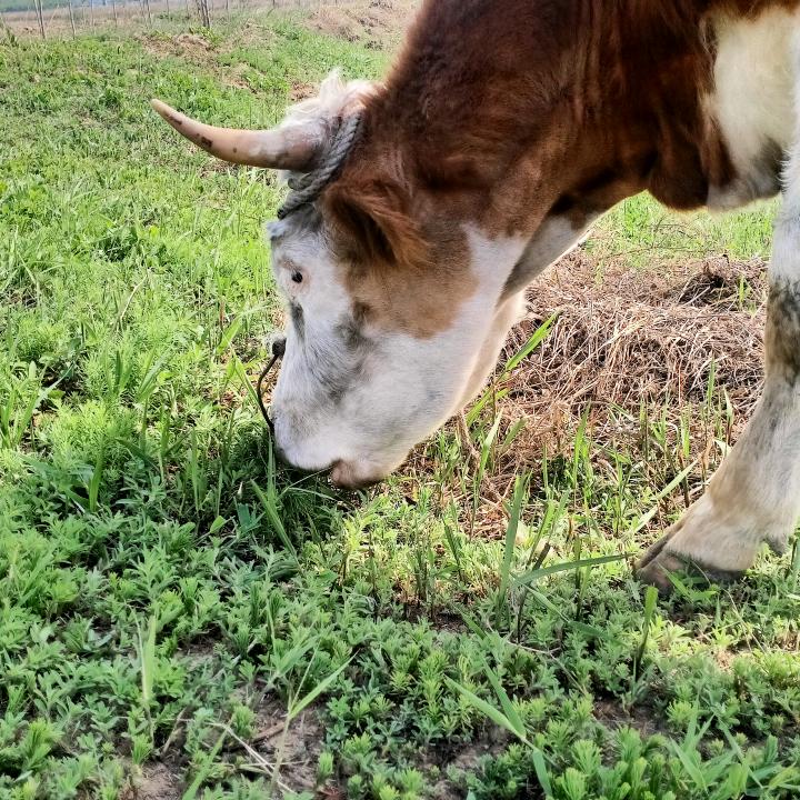 放牛大侠🐮