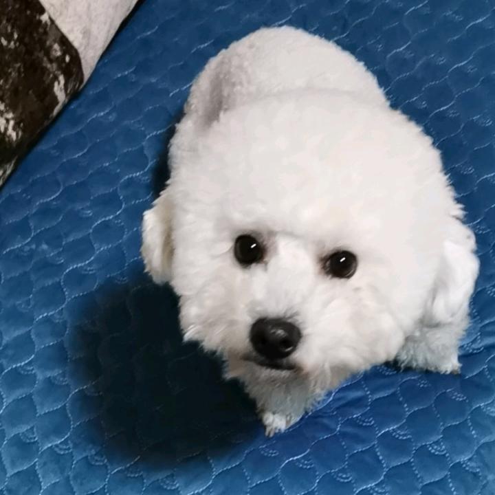 奔波霸