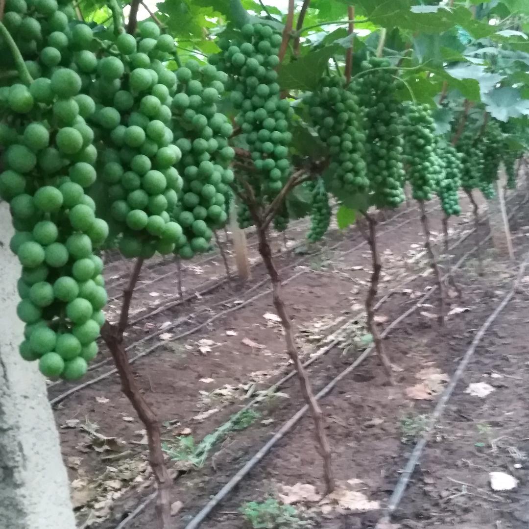 种植户