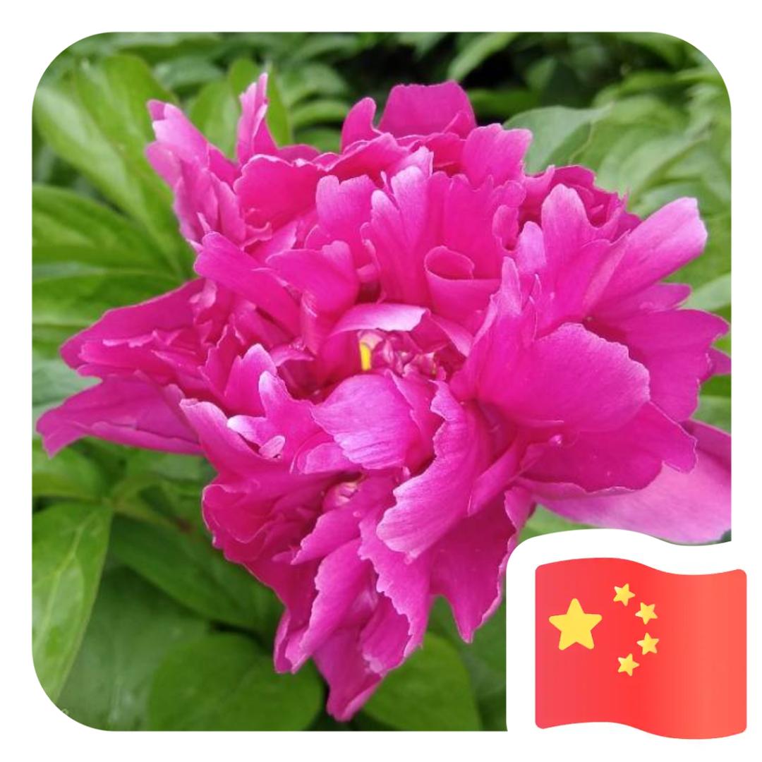 在水一方(手机摄影)