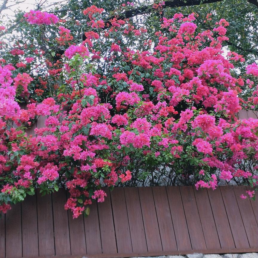 凤姐抖店(商品在橱窗)拒绝连赞