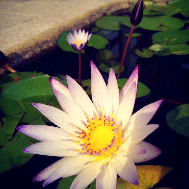 牡丹花