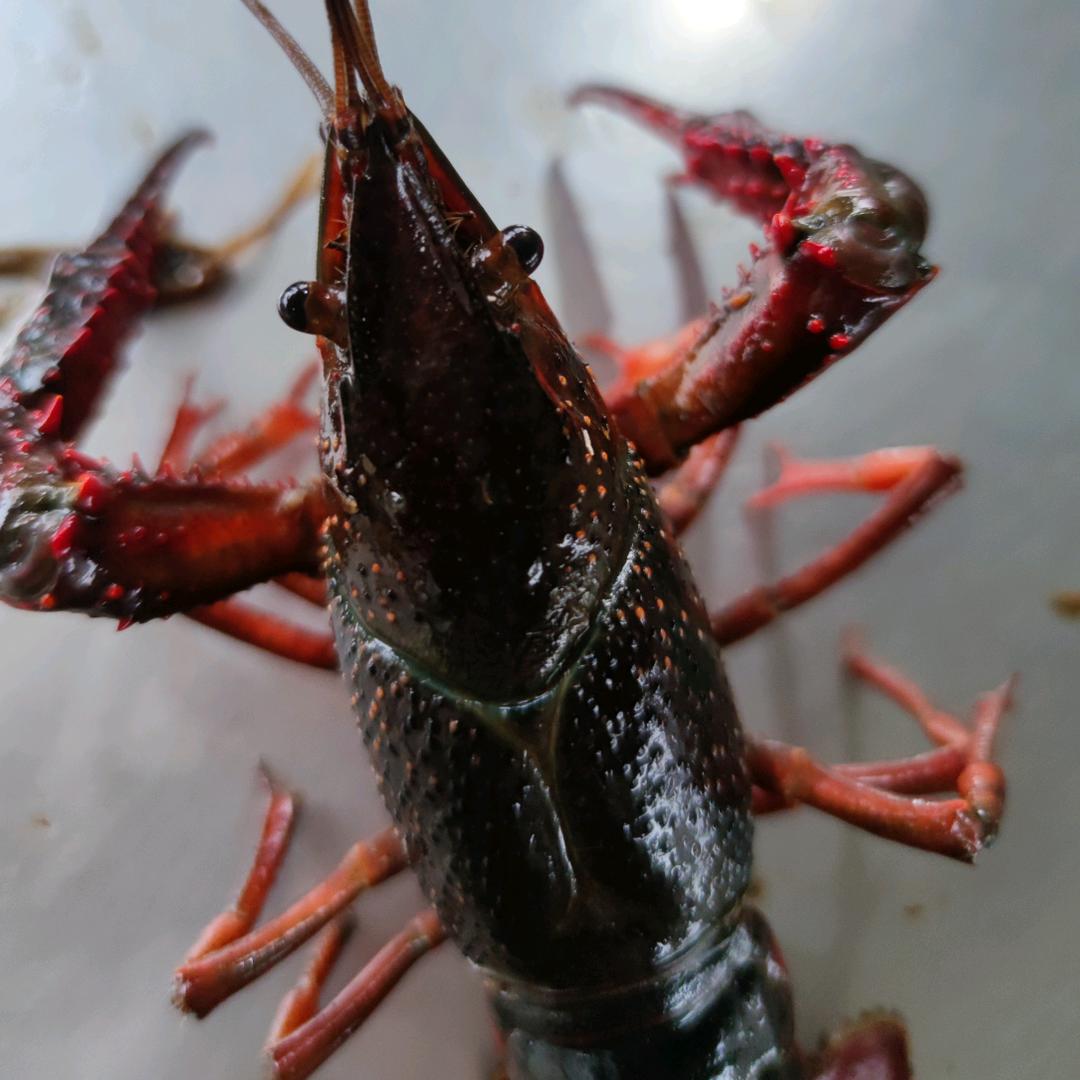 小小龙虾🦞