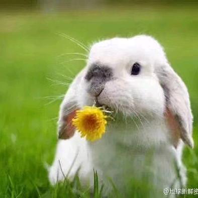 小蚂蚁(鸿鸣归本养生)