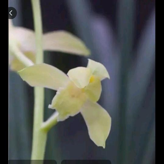 易安兰花