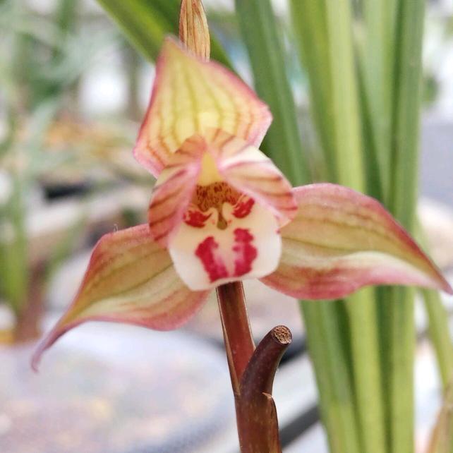 文雅哥（兰花爱好者）