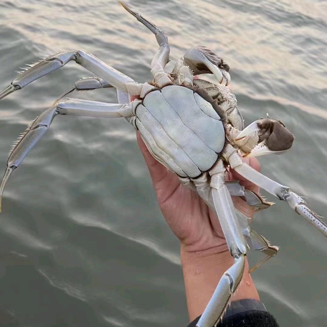 秋天的第二只螃蟹