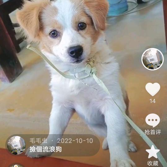 毛毛虫
