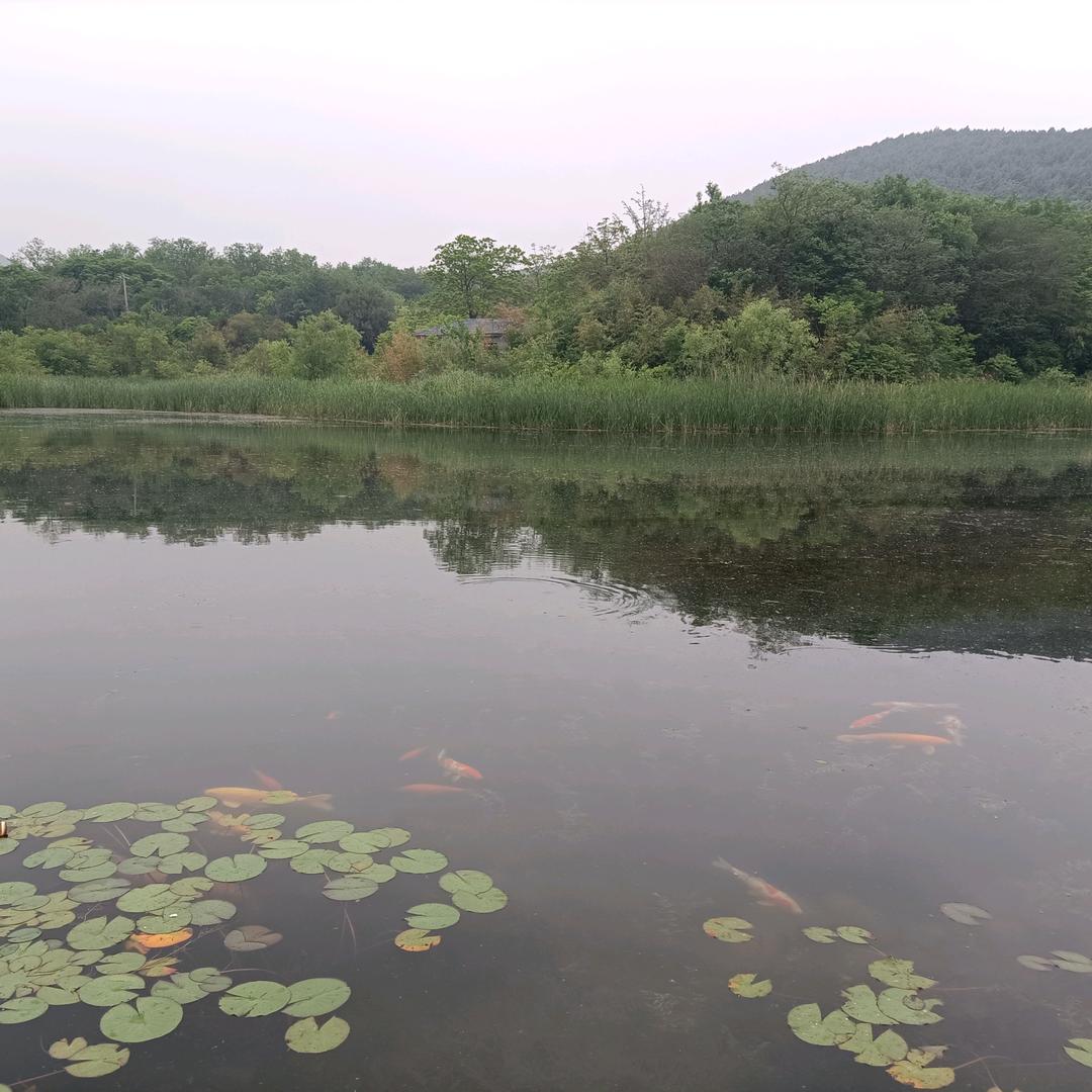 三月木棉