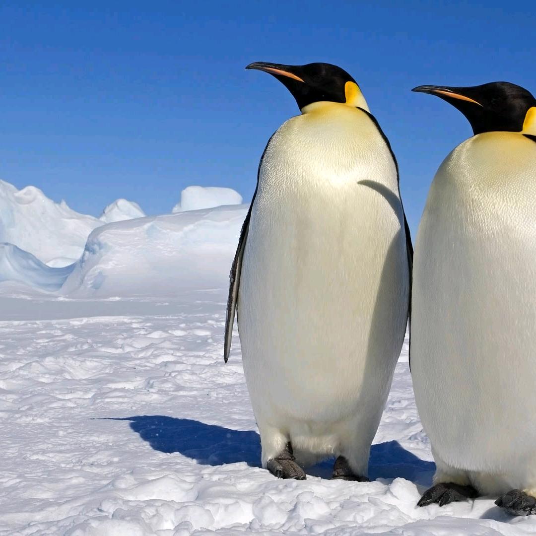 企鹅(暗区突围pc)