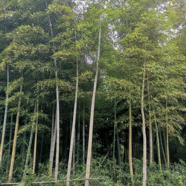 平平安安