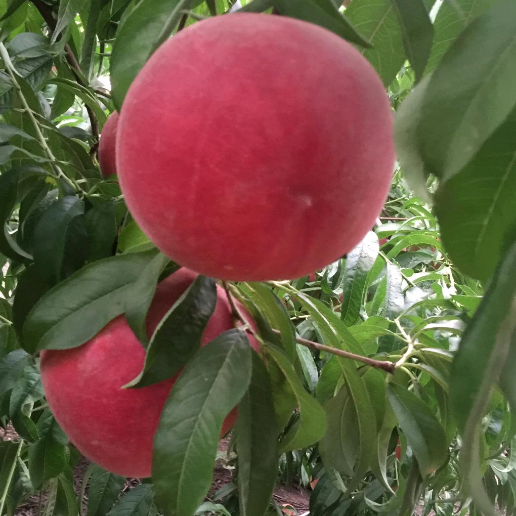 临泉县陈集镇泉丰利家庭农场仙桃园，张利