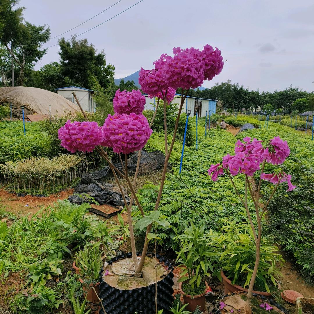 广州珍贵苗木种植基地