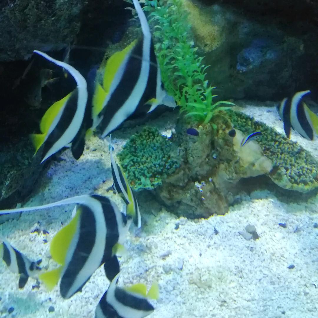 同城瑞诺旧货市场