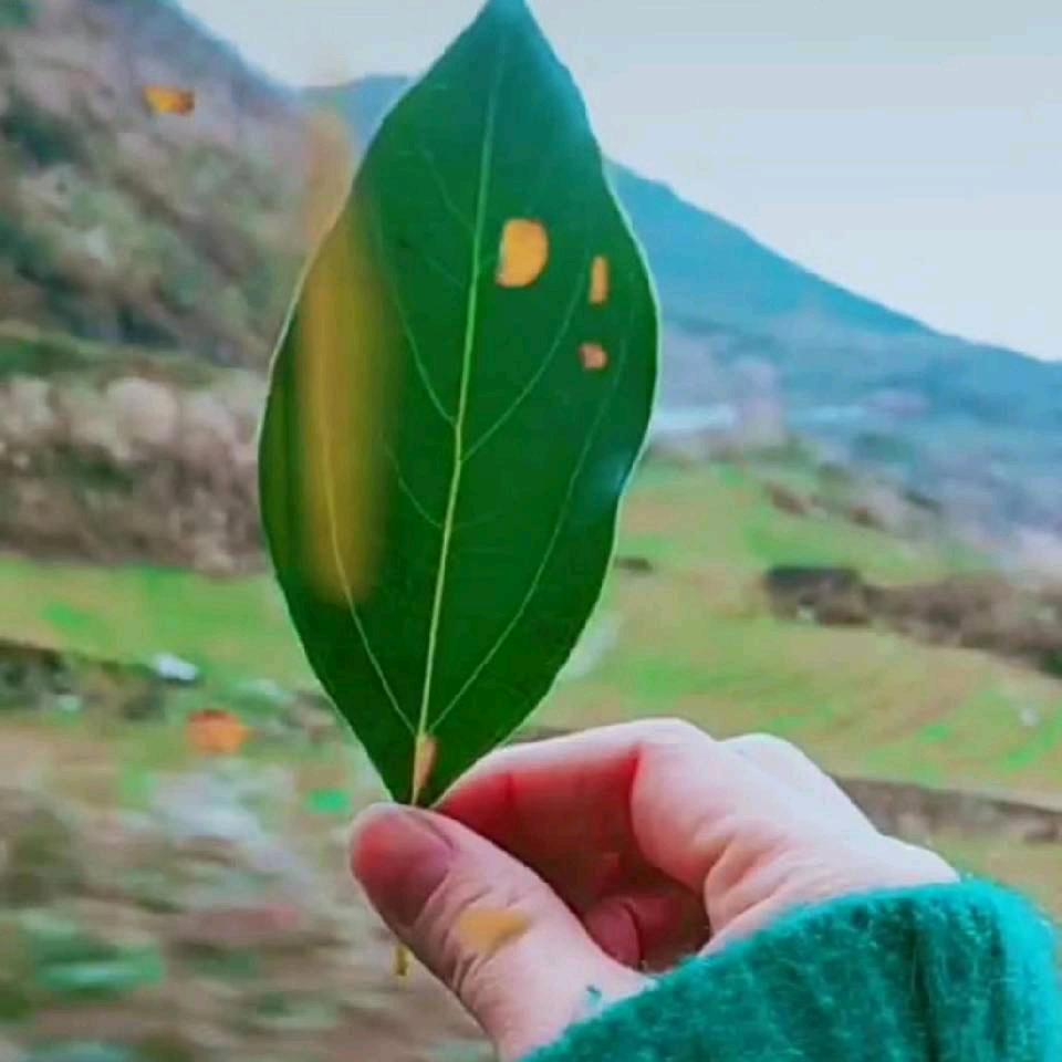 无言的思念