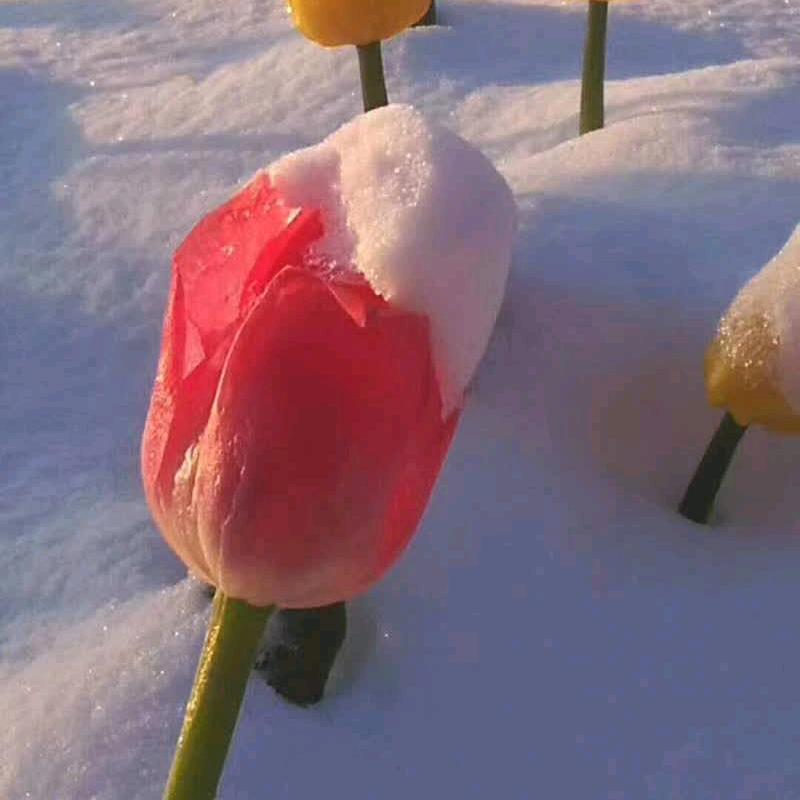 春日迷雾