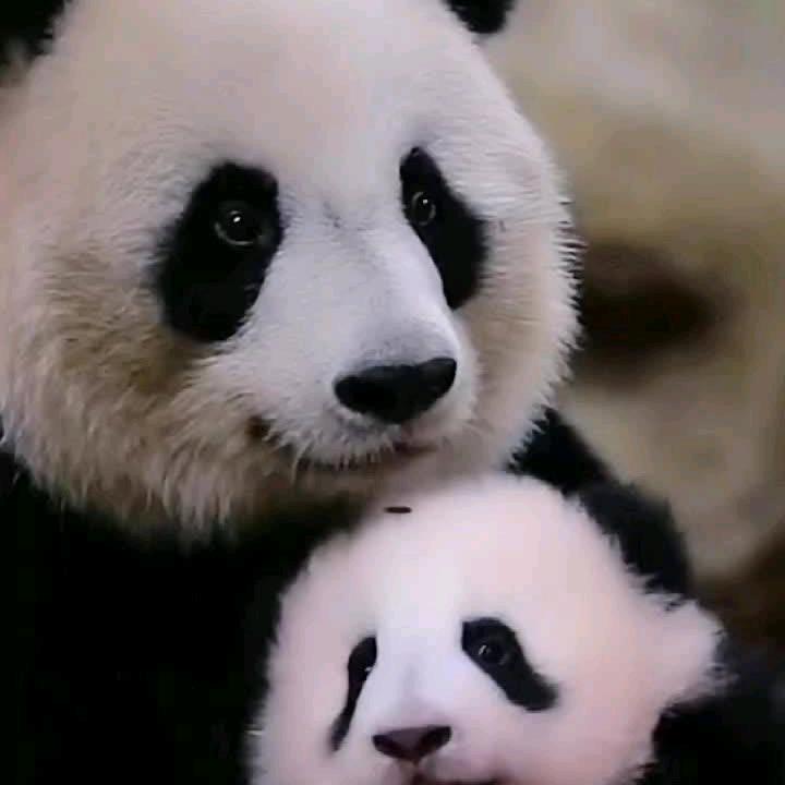 夏沫微凉（知了、知了）