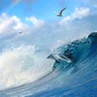 海♡燕