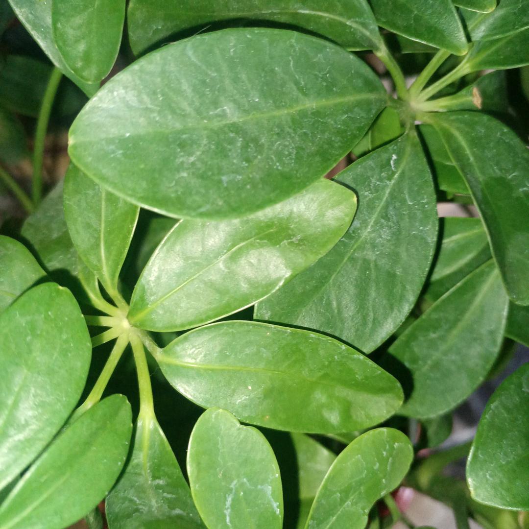 永缘