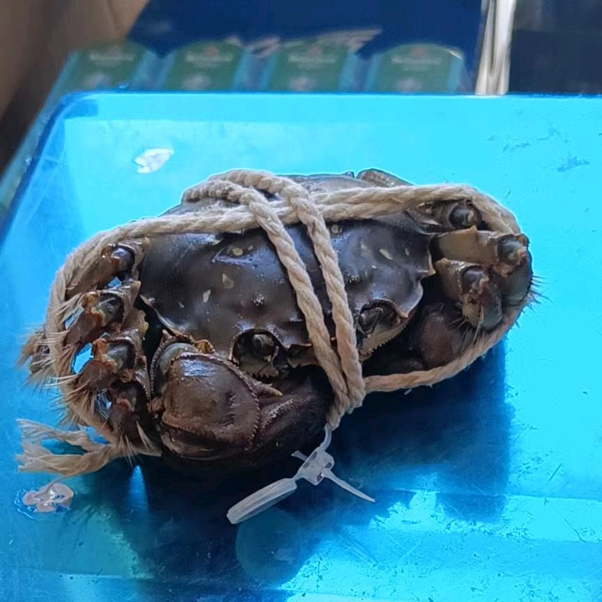 江苏大闸蟹批发