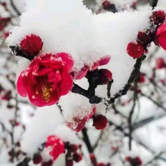 梅花傲雪开