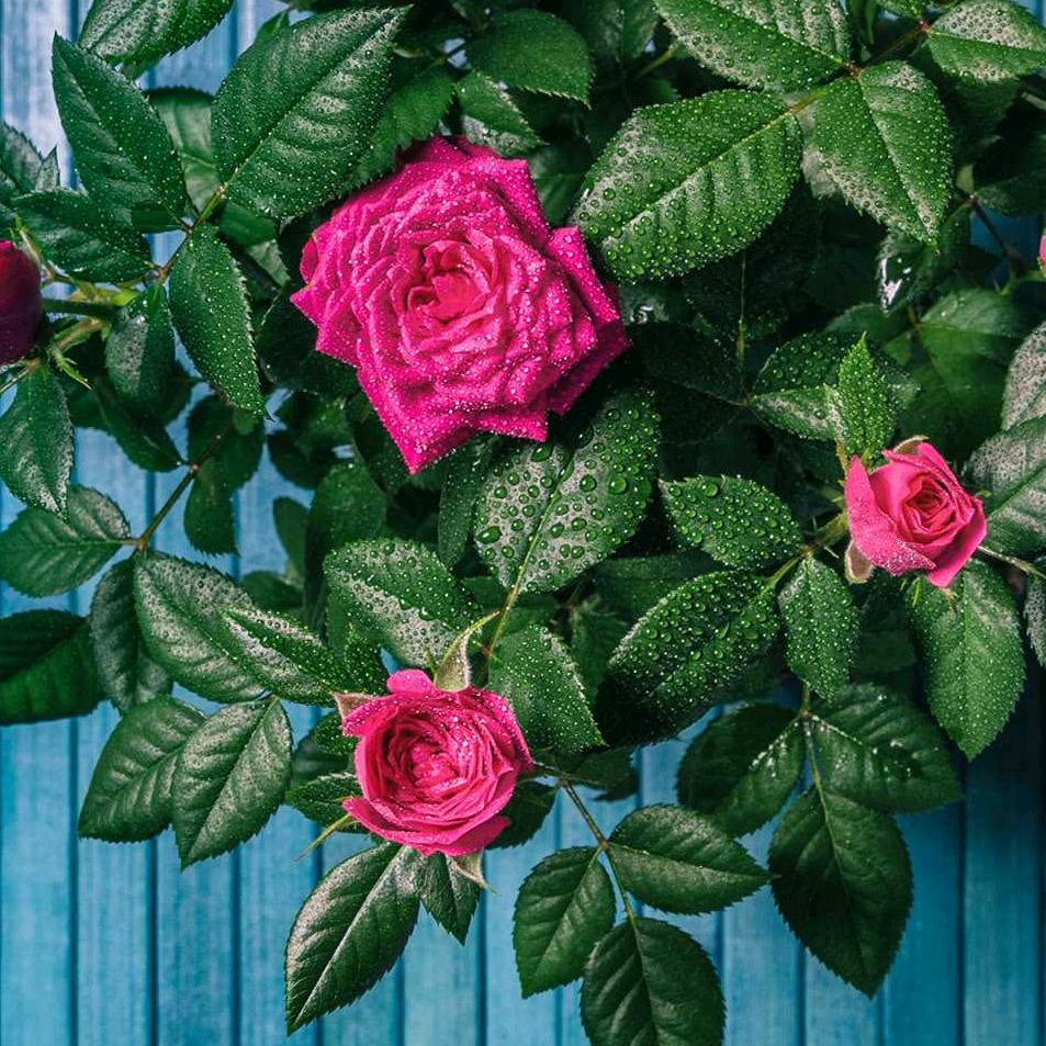 玫瑰🌹