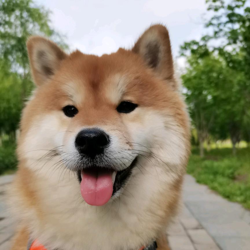 柴犬奶茶小淘气