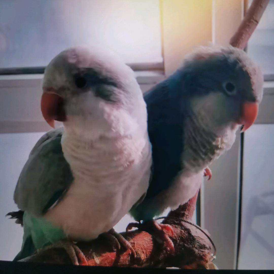 东北鹦鹉养殖有限公司