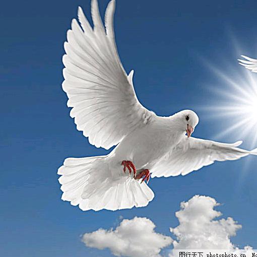 白云飞飞爱听书