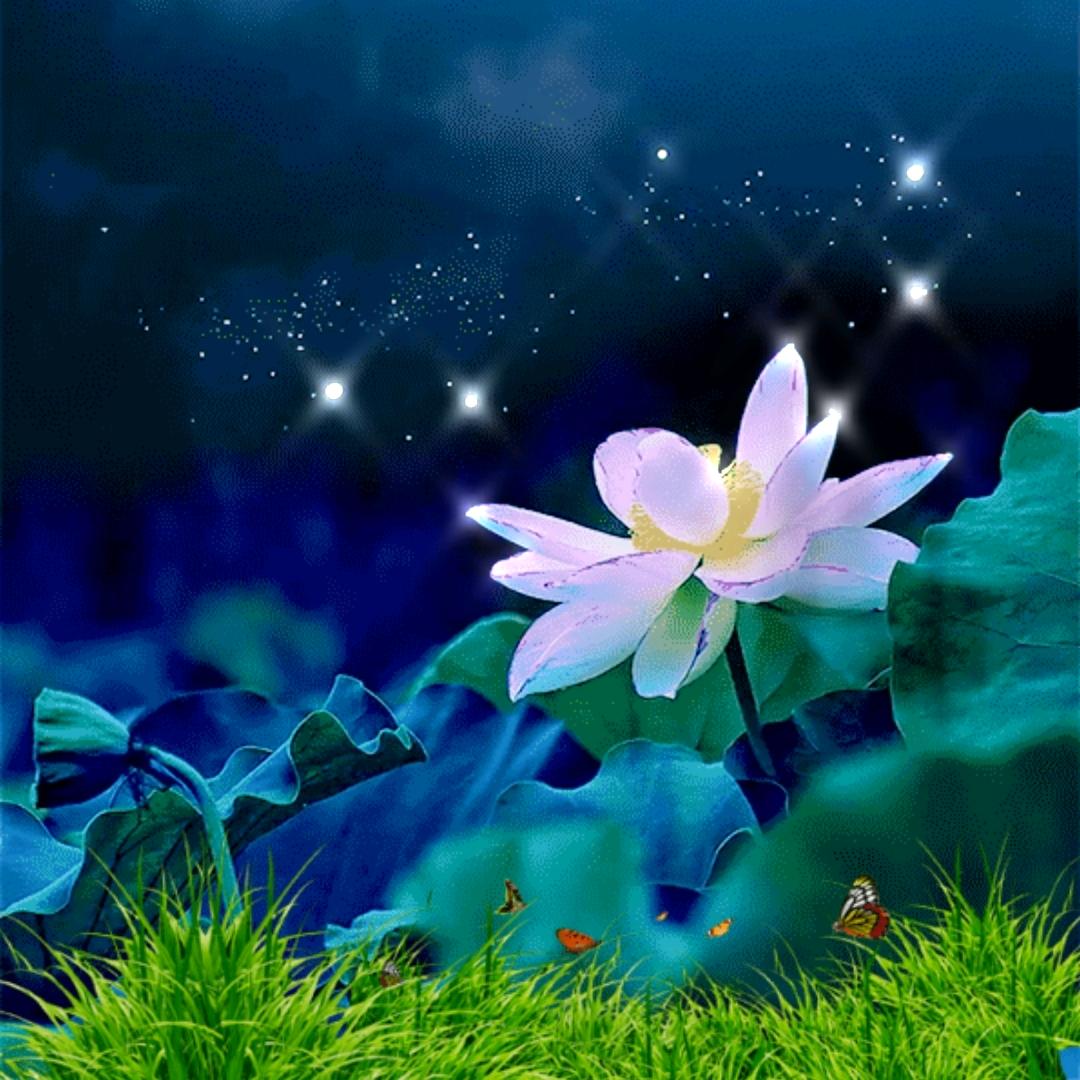 岁月静好🌸