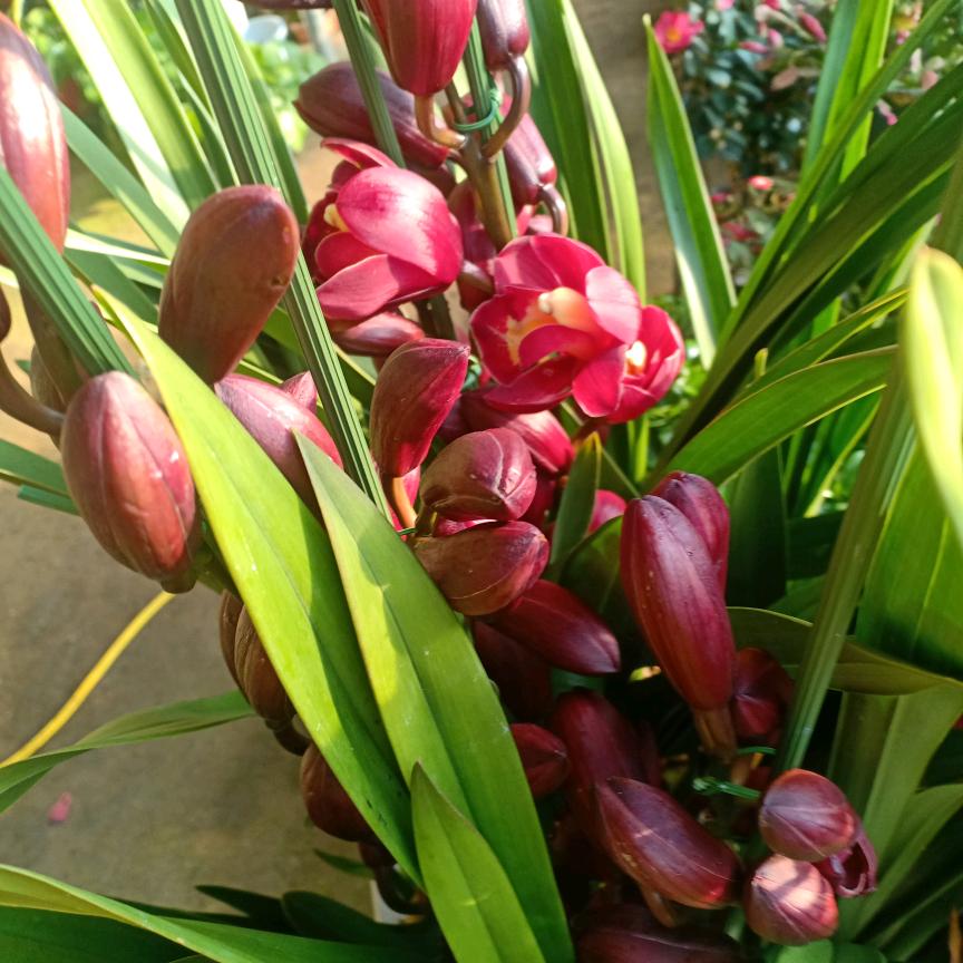 平度市玉竹高档花卉