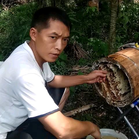 啊生中蜂养殖