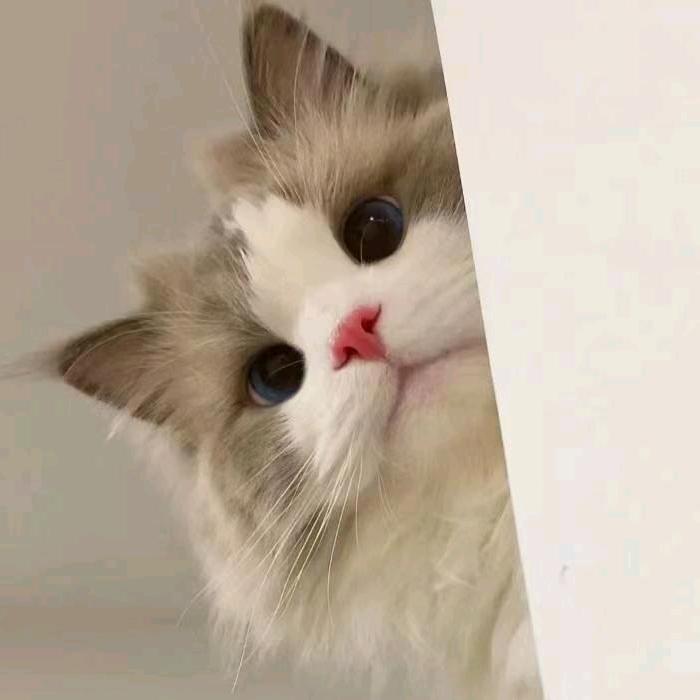 肥猫