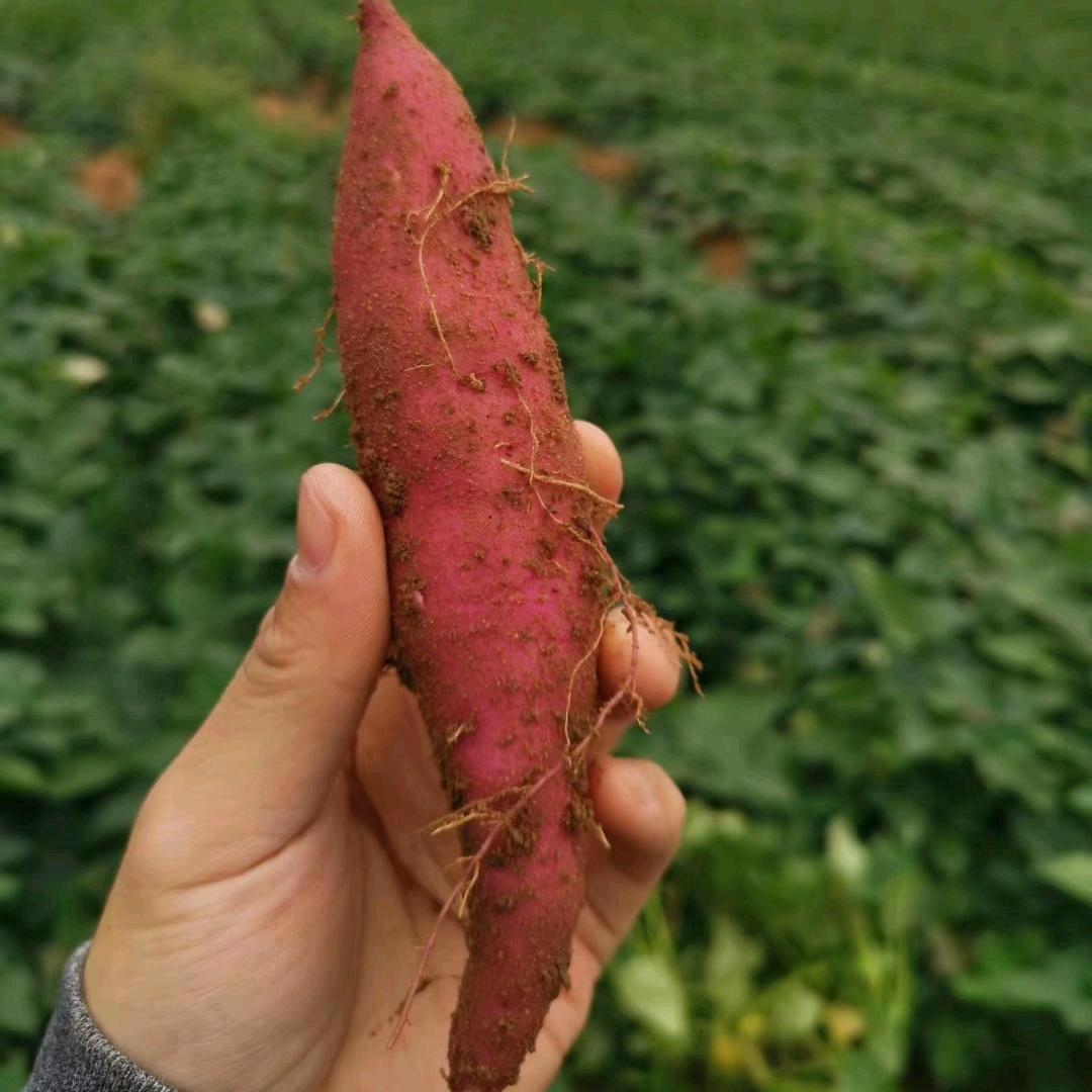 康健农业食途水果生鲜，