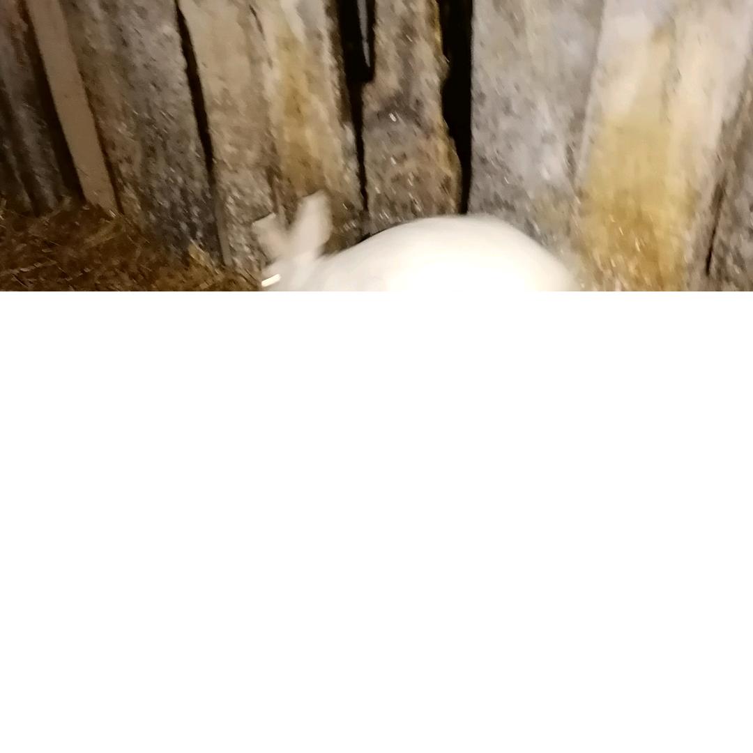 l平安是福