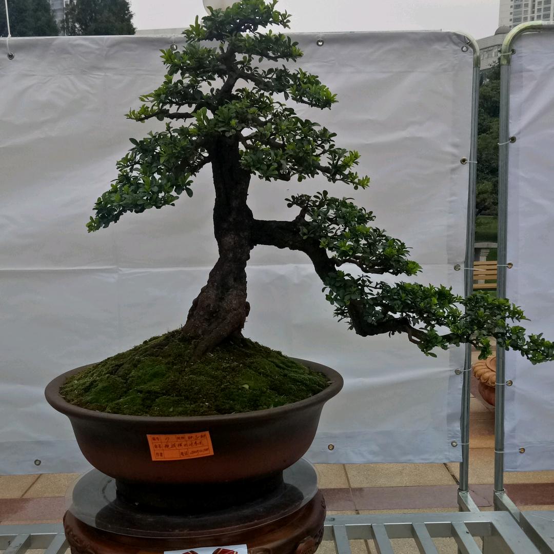 鸿缘盆景