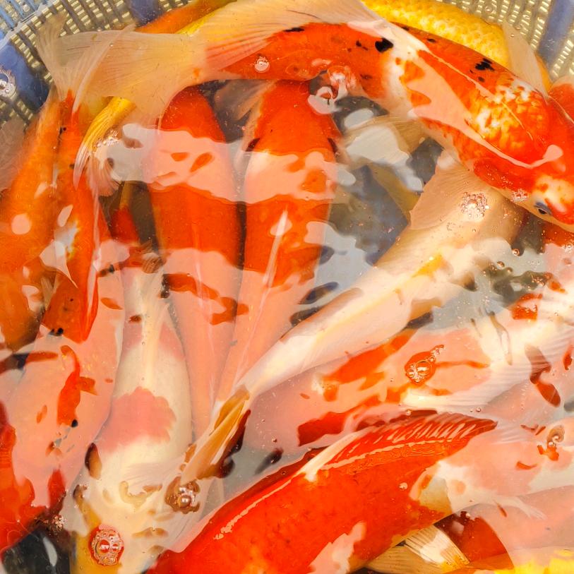《花都狮岭养丰水产鱼苗基地》