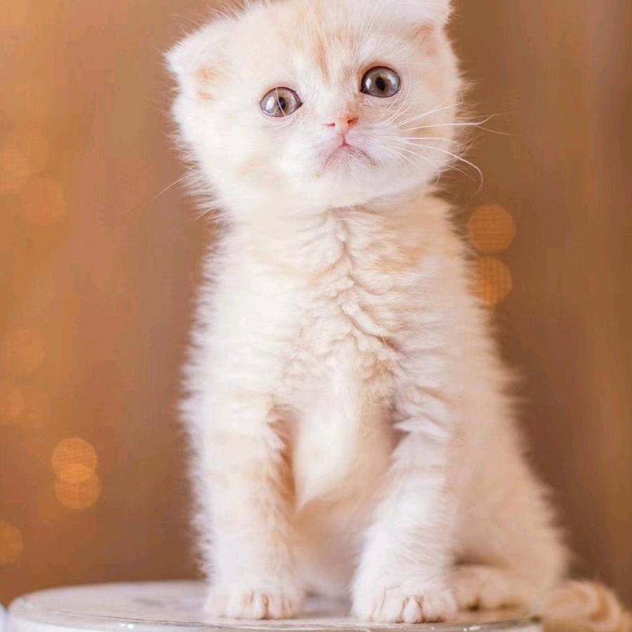 哎呀小猫