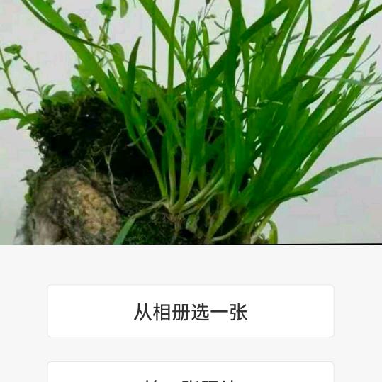 小草