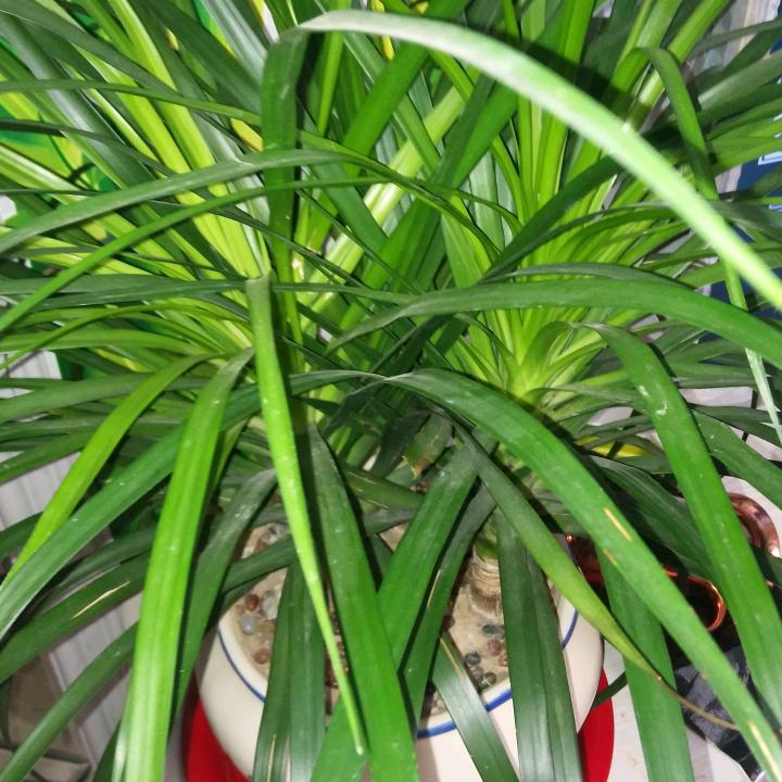花开花落