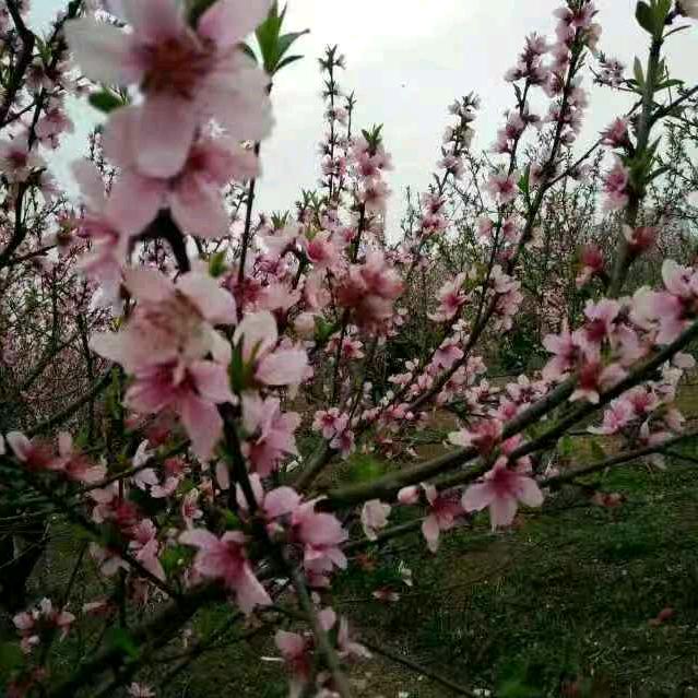 开心