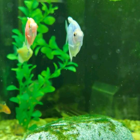 漂尖江湖头像