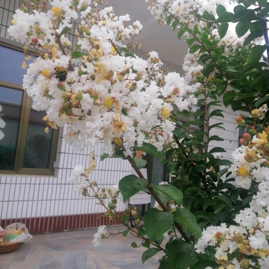 红塔山（助力大韩姐晚7点10分